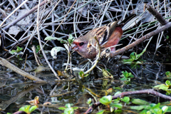 水を飲みに降りて来たベニマシコ