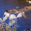 猪名川を飛ぶハイタカ