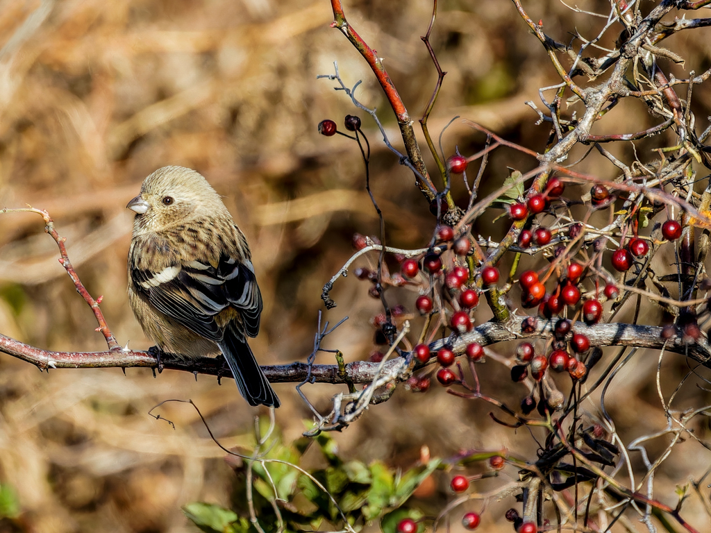 野茨の実を食べに来たベニマシコ♀