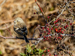 野茨の実を食べに来たベニマシコ♀