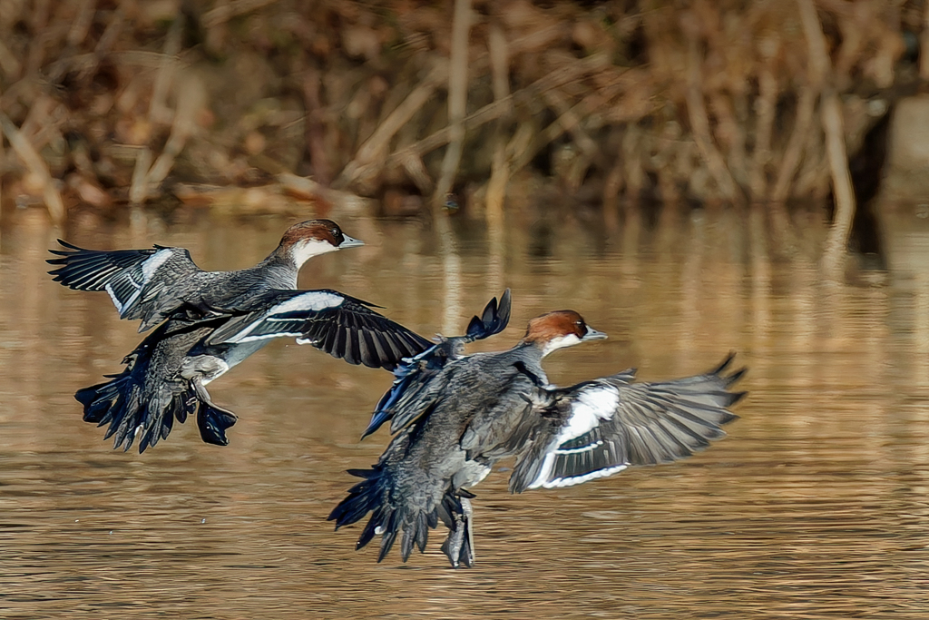 ミコアイサ♀のシンクロ着水