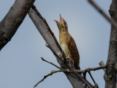 鳴いているアリスイ