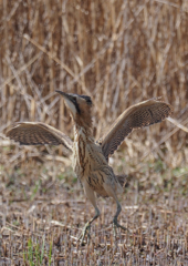 驚くサンカノゴイ