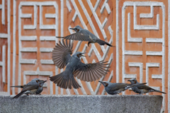 ヒヨドリの水場の争い②