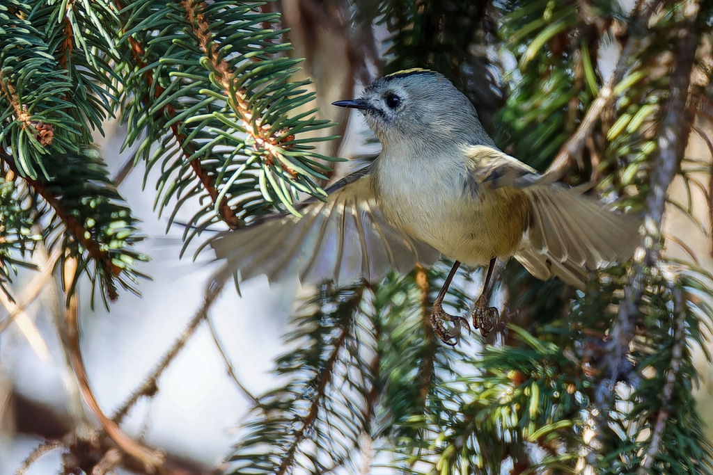 菊ちゃんのホバーリング③