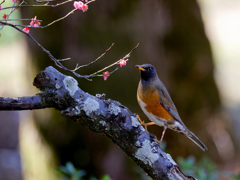 八重紅梅に留まったオオアカハラ