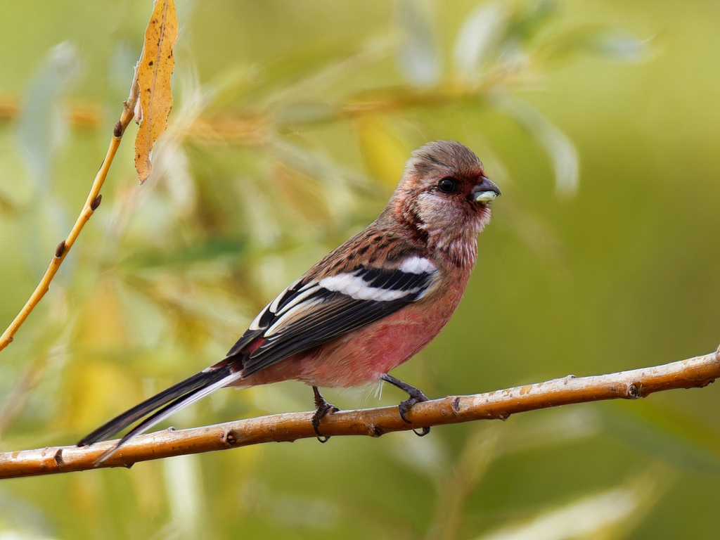 ベニマシコ♂②