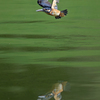 青藻の池を飛翔する翡翠