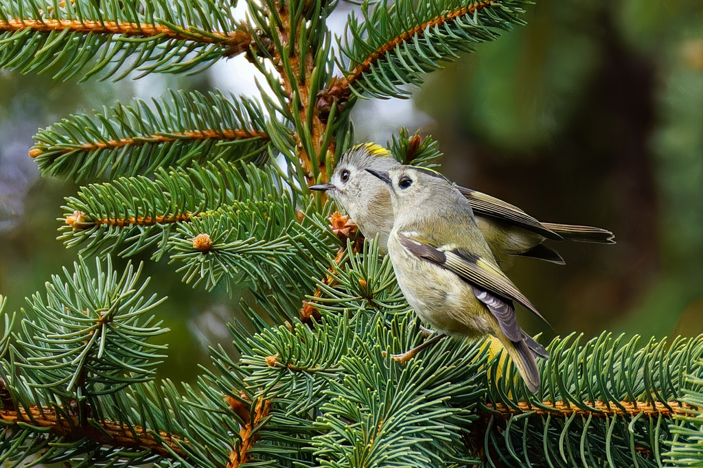 ドイツトウヒに菊ちゃん2羽①