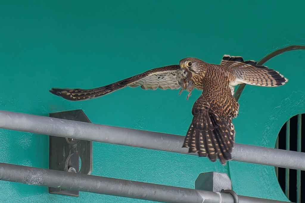 雀を捕ったチョウゲンボウ