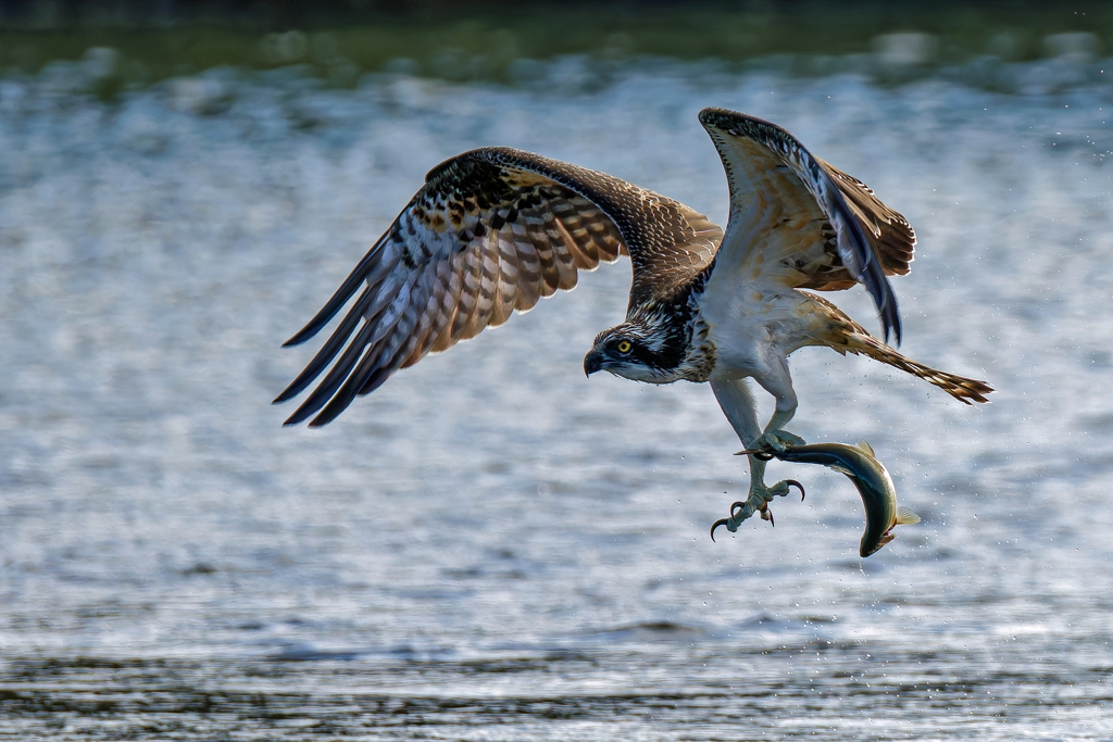 悠々と食堂に運ぶミサゴ