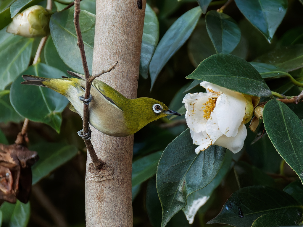 白椿にメジロ