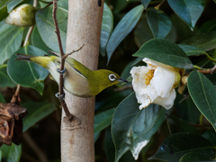 白椿にメジロ