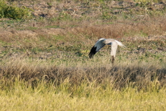 灰色チュウヒ干拓地を飛ぶ！①