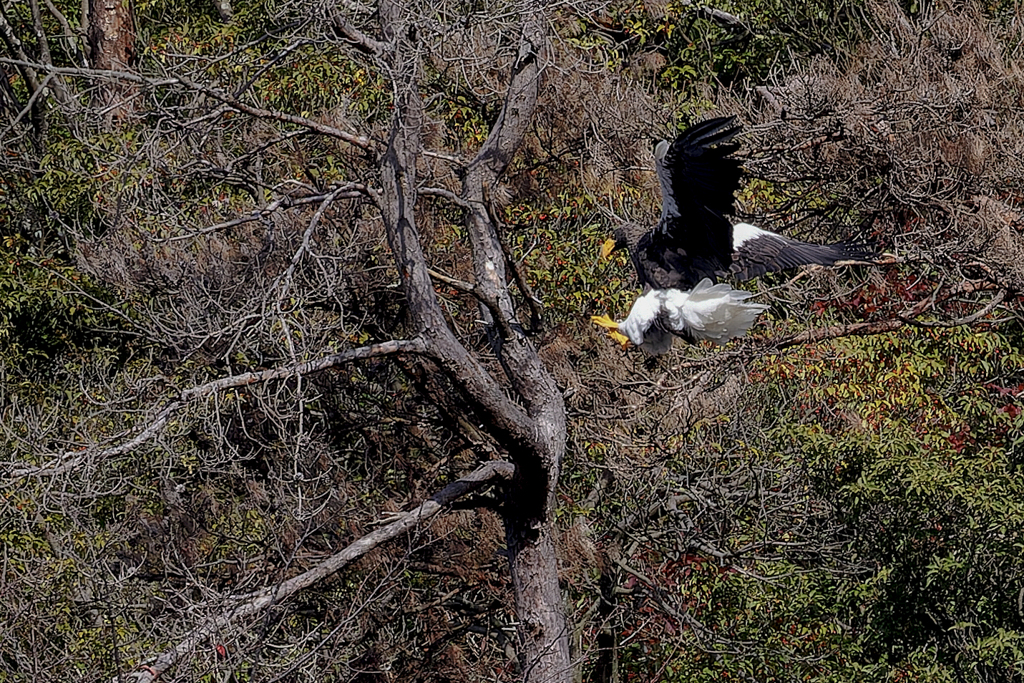 大鷲の飛び着き①