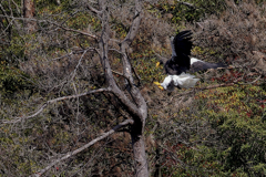 大鷲の飛び着き①