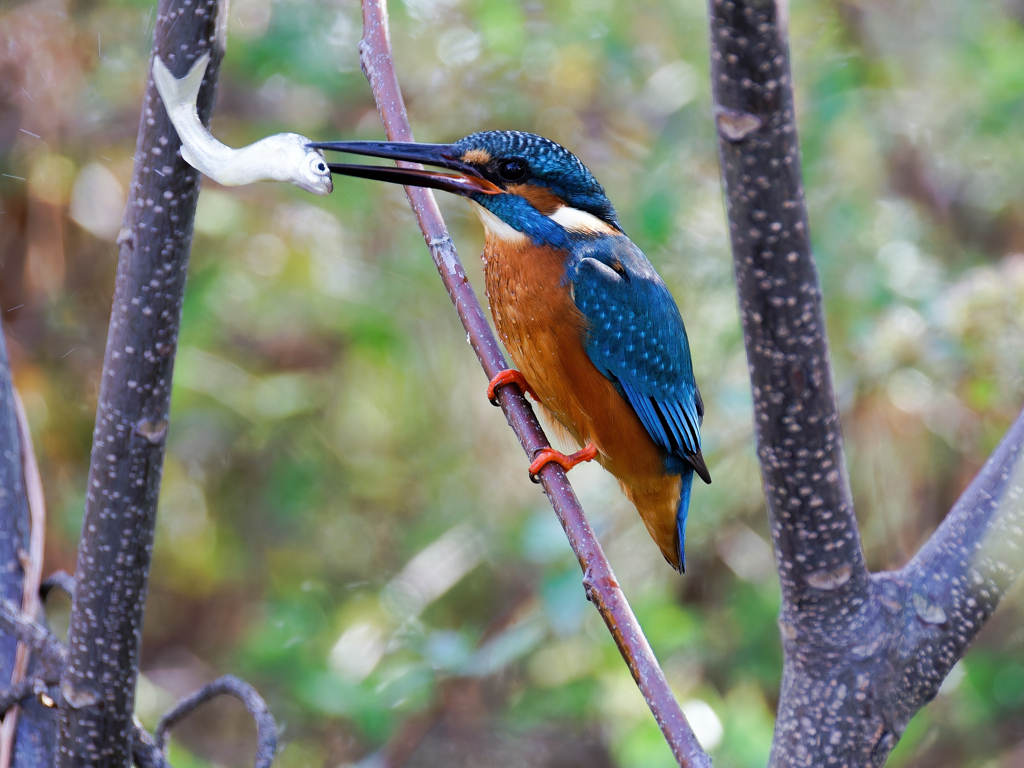 カワセミ小魚ゲット