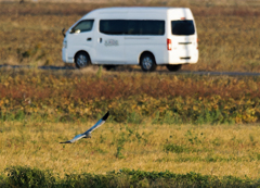 灰色チュウヒ干拓地を飛ぶ！④