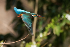 飛び出したカワセミ