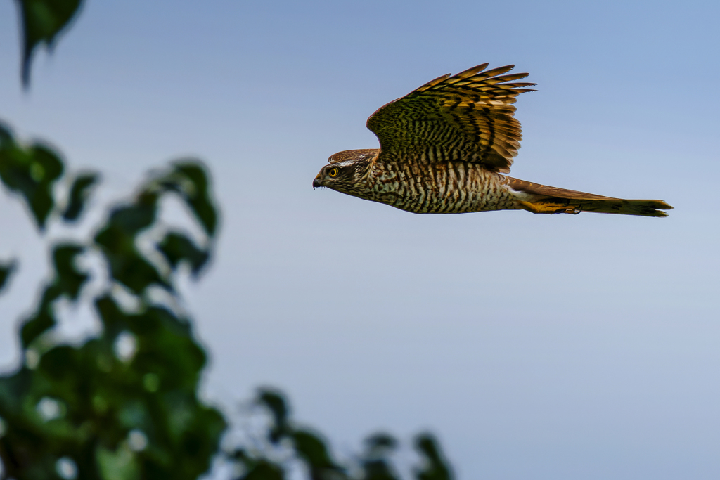 ハイタカ飛翔中
