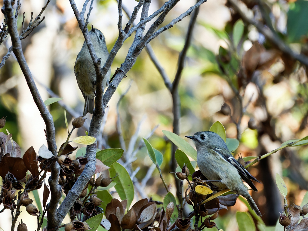 パカーンを期待したが、、、③