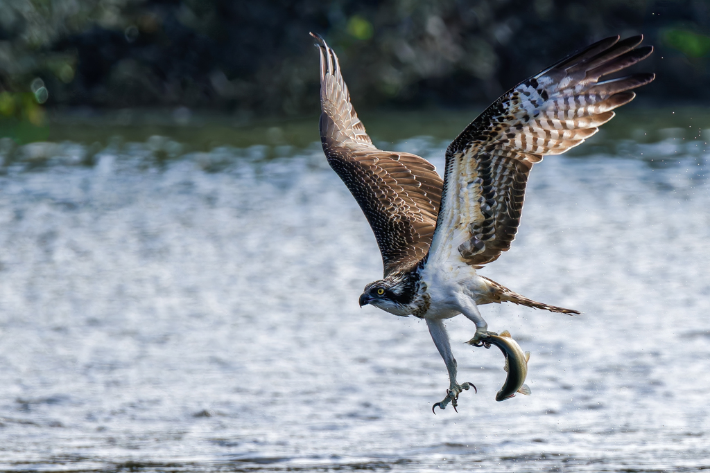 ミサゴ大鮎を捕る！