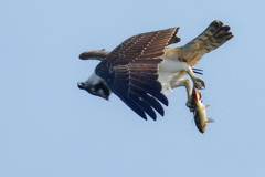 ミサゴの水滴落とし ミサゴの水滴落とし