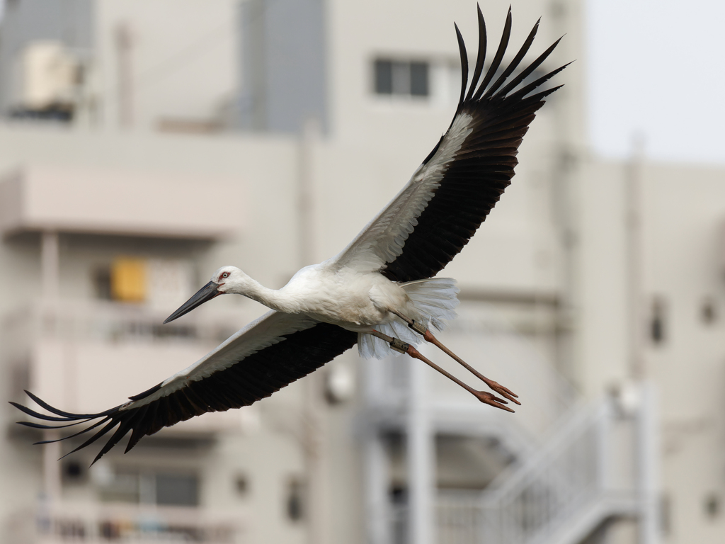 都会で飛ぶコウノトリ