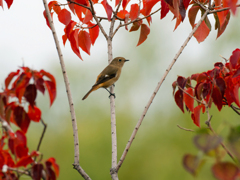 紅葉したナンキンハゼに囲まれて、、、