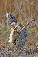 怪鳥サンカノゴイの威嚇ポーズ