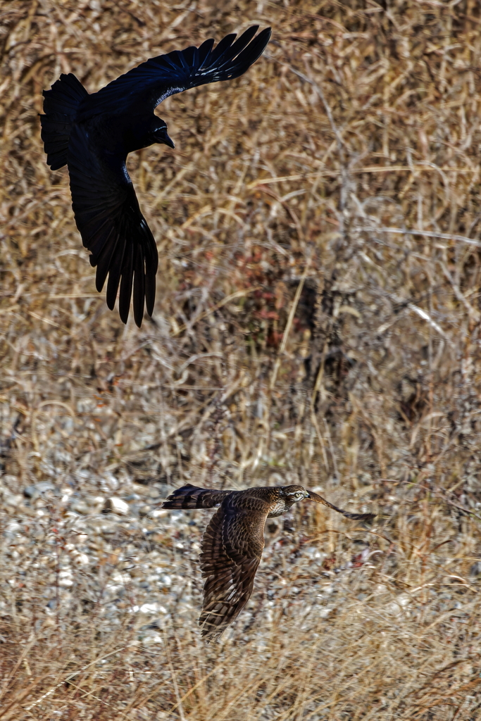 カラスに追われたハイタカ④