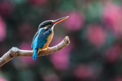 山茶花バックにカワセミ留まる