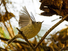 キクイタ飛び出し