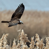 葦原を飛ぶチュウヒ