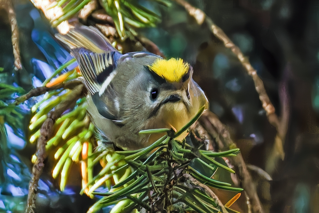 冠羽が開いた菊ちゃん②