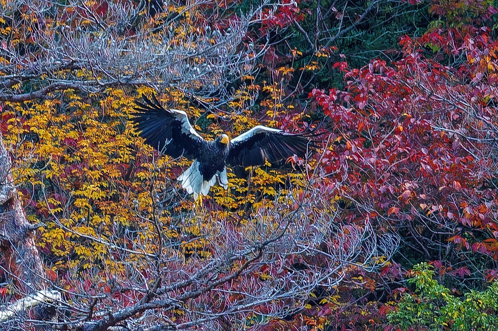 大鷲の飛び出し⑥