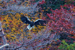大鷲の飛び出し⑥