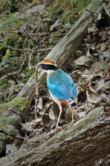 ヤイロチョウ③