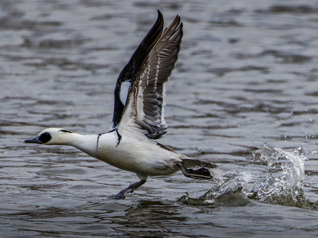 ミコアイサの離水