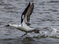 ミコアイサの離水