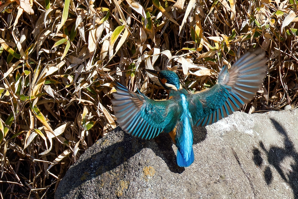カワセミの飛着き①