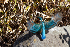 カワセミの飛着き①