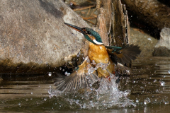 カワセミの水浴び