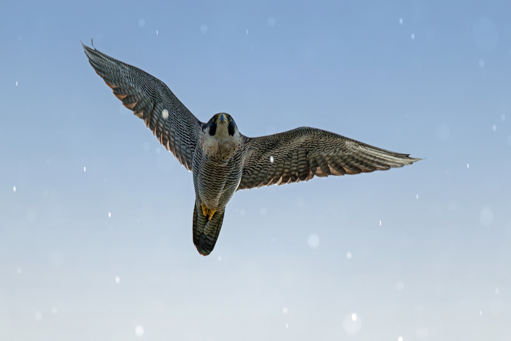 雨の中のハヤブサ