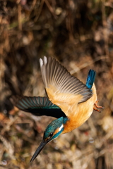 カワセミの飛出し