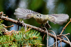 ドイツトウヒに来た菊ちゃん①