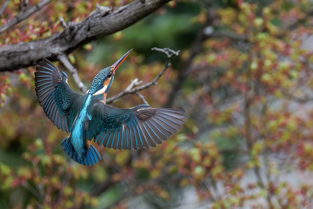 カワセミの飛着き