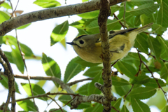 キクイタダキ②