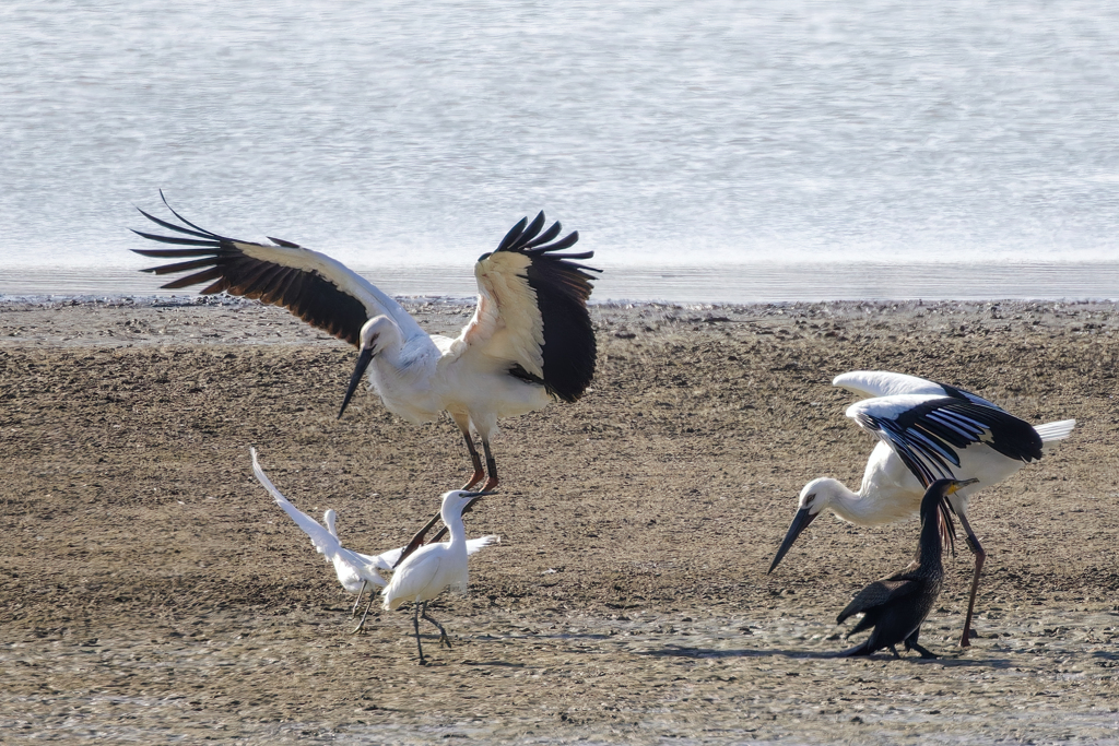 コウノトリに立ち向かうなんて、、、
