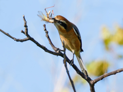 バッタを捕ったモズ